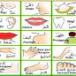 Bahasa Arab Anggota Tubuh Lengkap (Kepala Sampai Kaki)