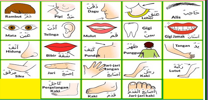 Bahasa Arab Anggota Tubuh Lengkap (Kepala Sampai Kaki)