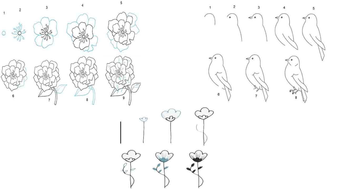 Sketsa Gambar Flora Fauna Yang Mudah Dan Cara Menggambarnya